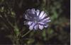 Bach Cikorie (Chicory)